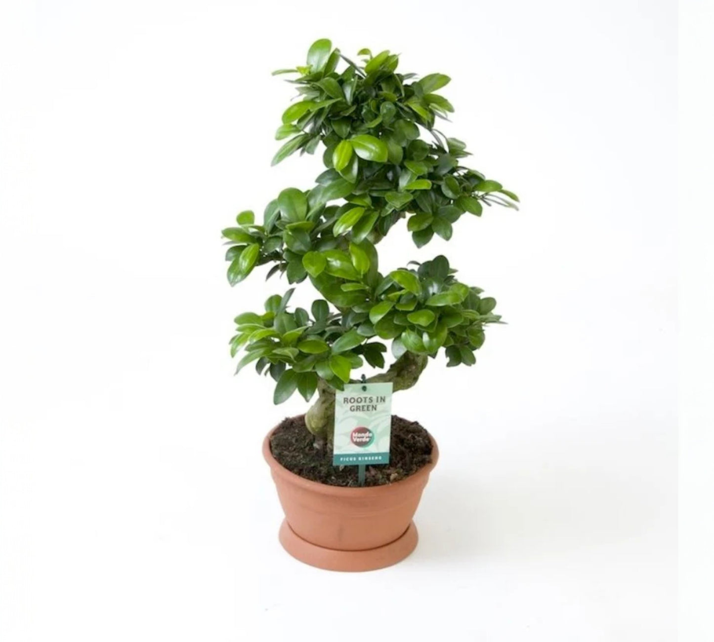 Ficus Ginseng