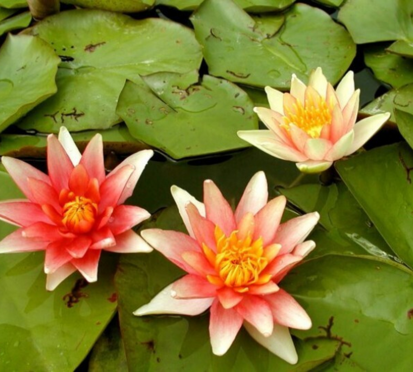 Nymphaea Sioux Media Grande