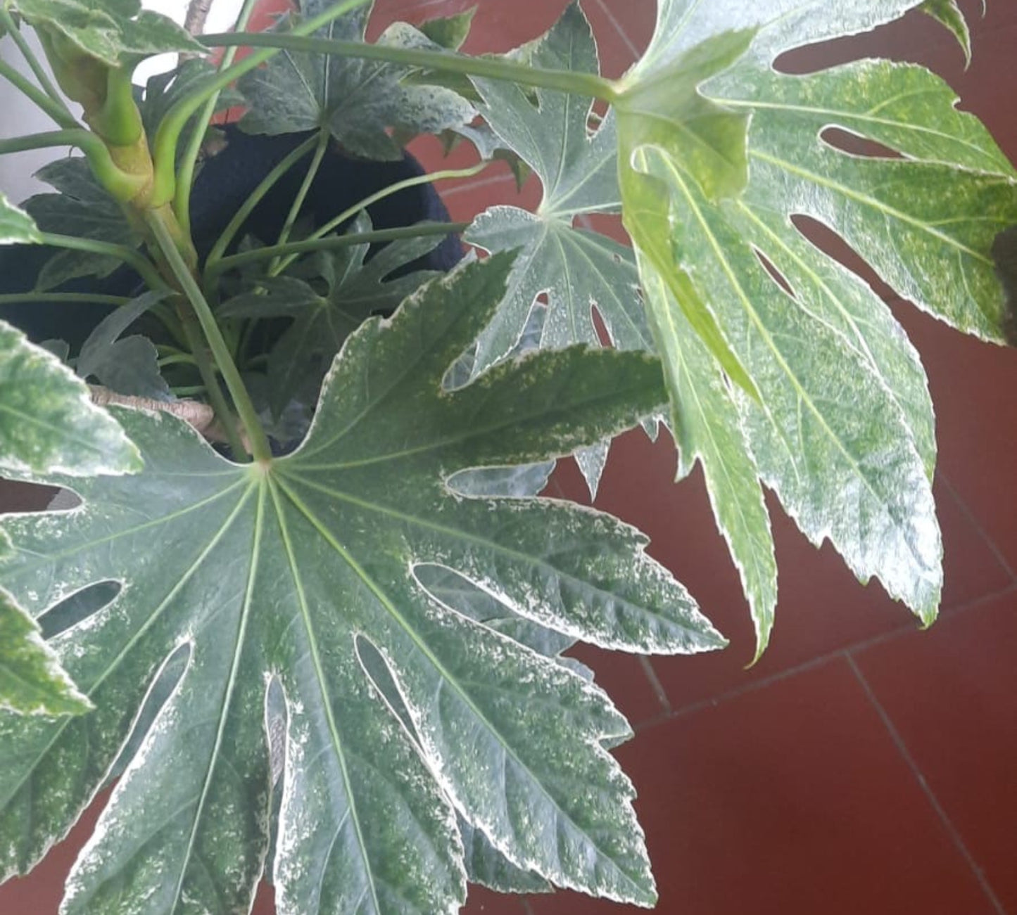 Aralia Japonica Fatsia v28 cm
