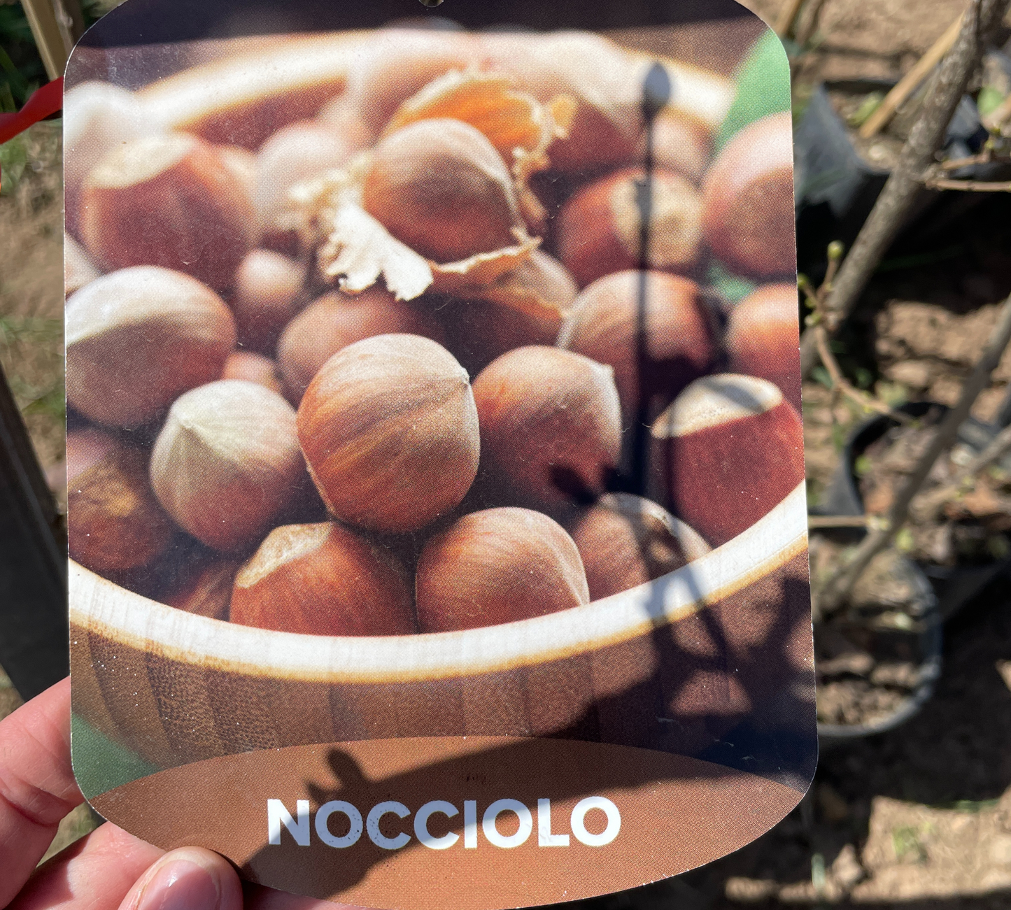 Nocciolo comune v20