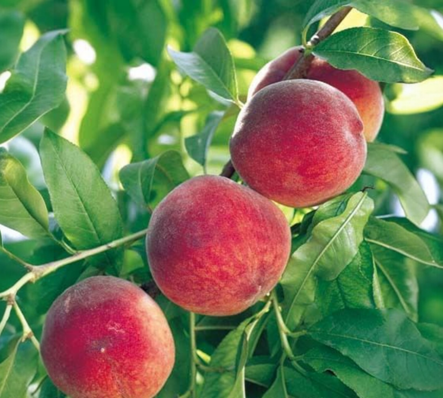 Pesco Michelini Montclar v22 cm