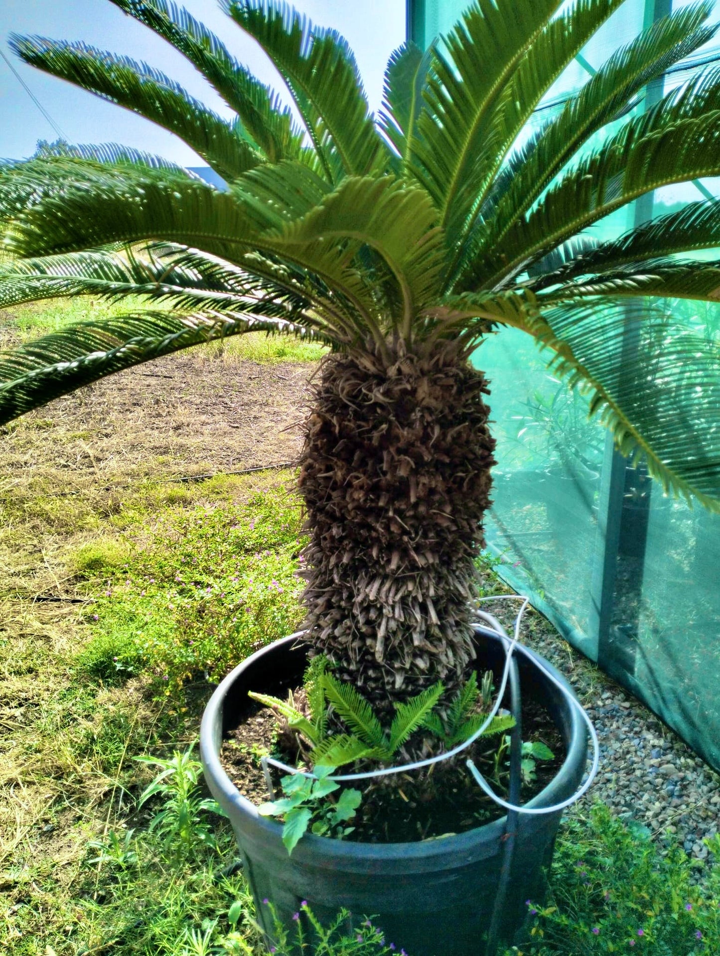 Cycas