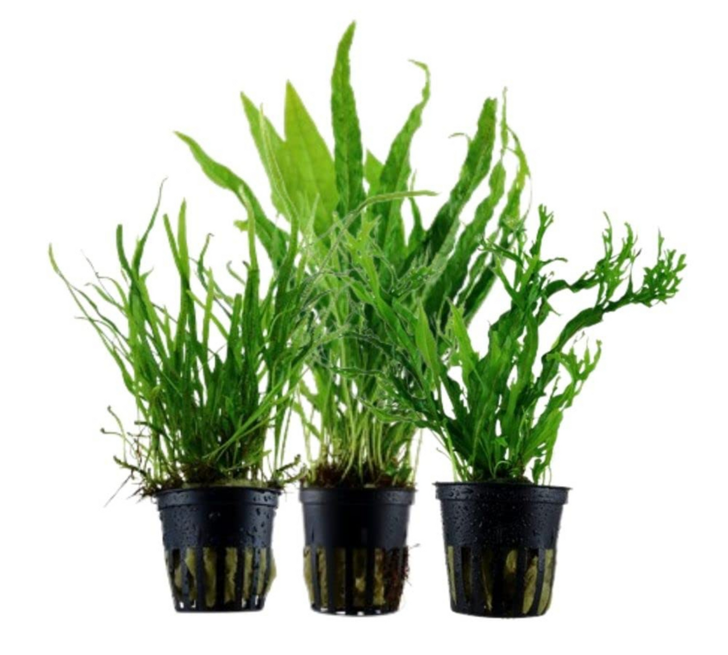 Microsorum black 20 cm-in produzione