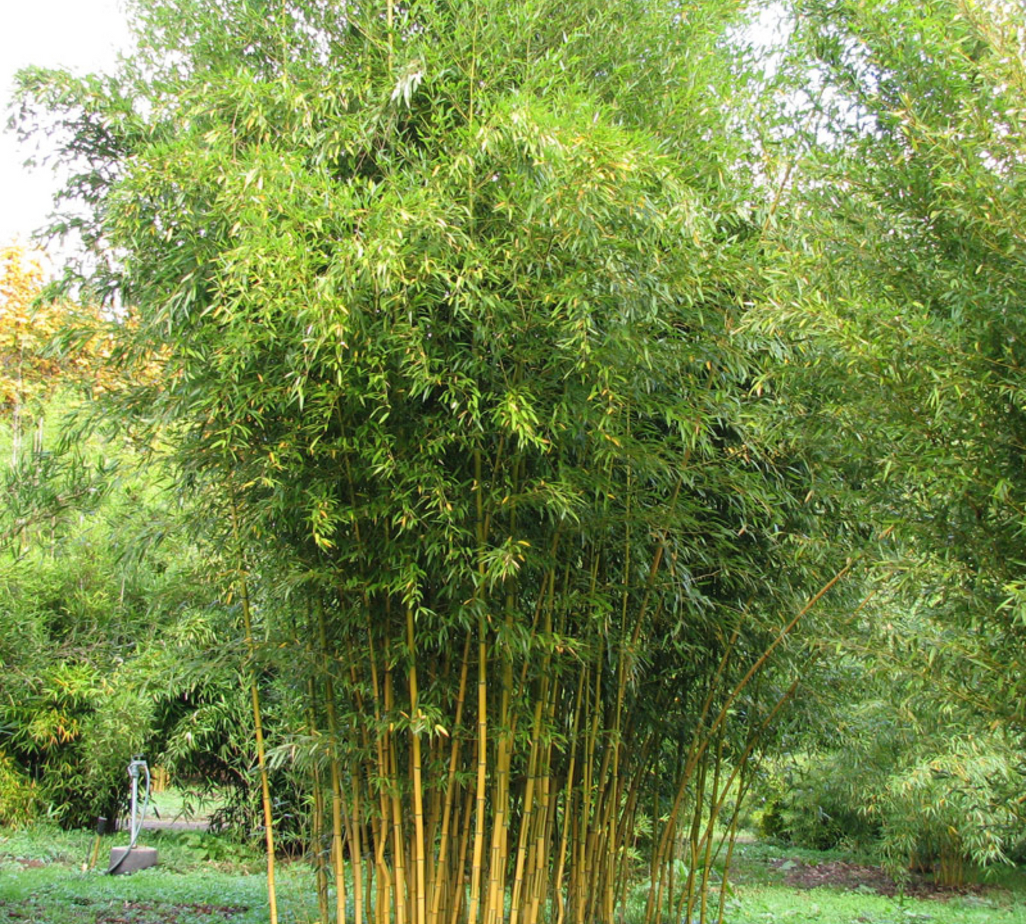 Bambu aureosul aureocaulis spectabilis