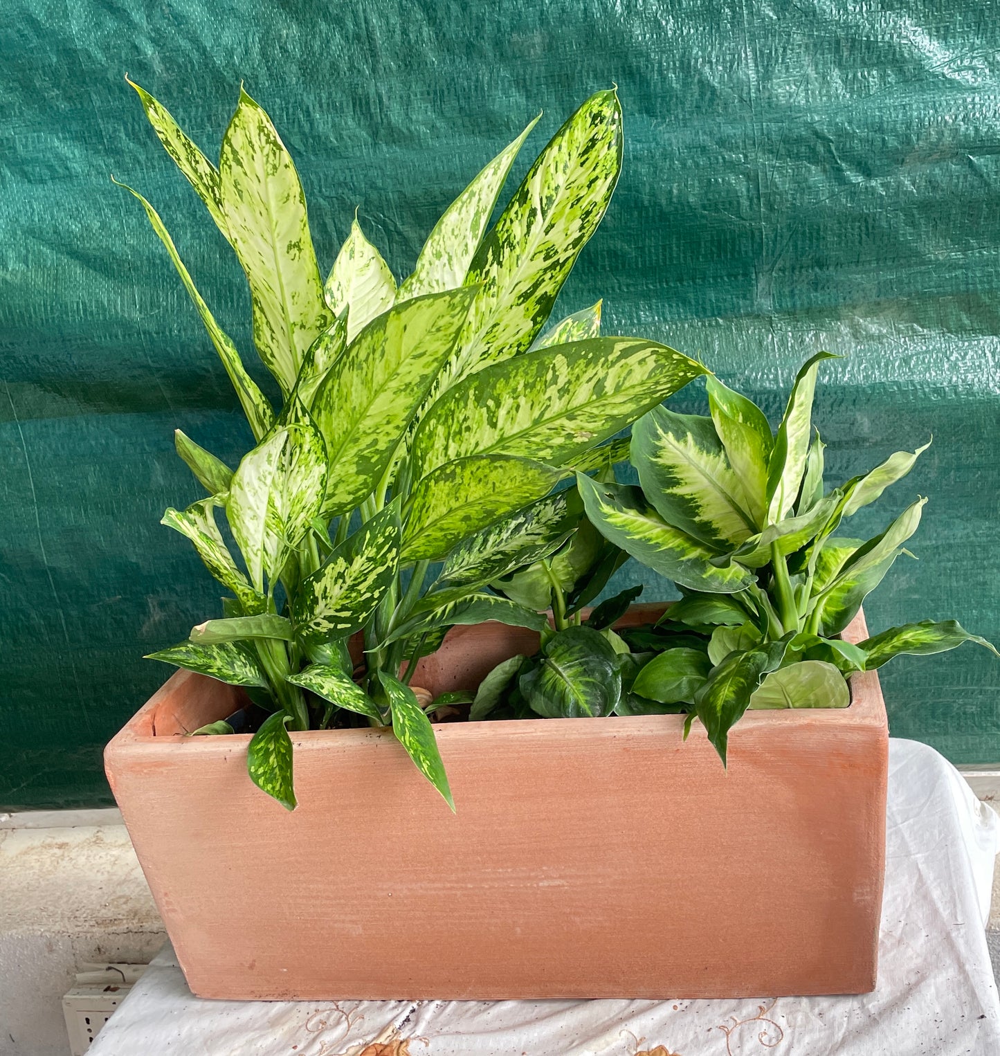 Aglaonema v21 cm