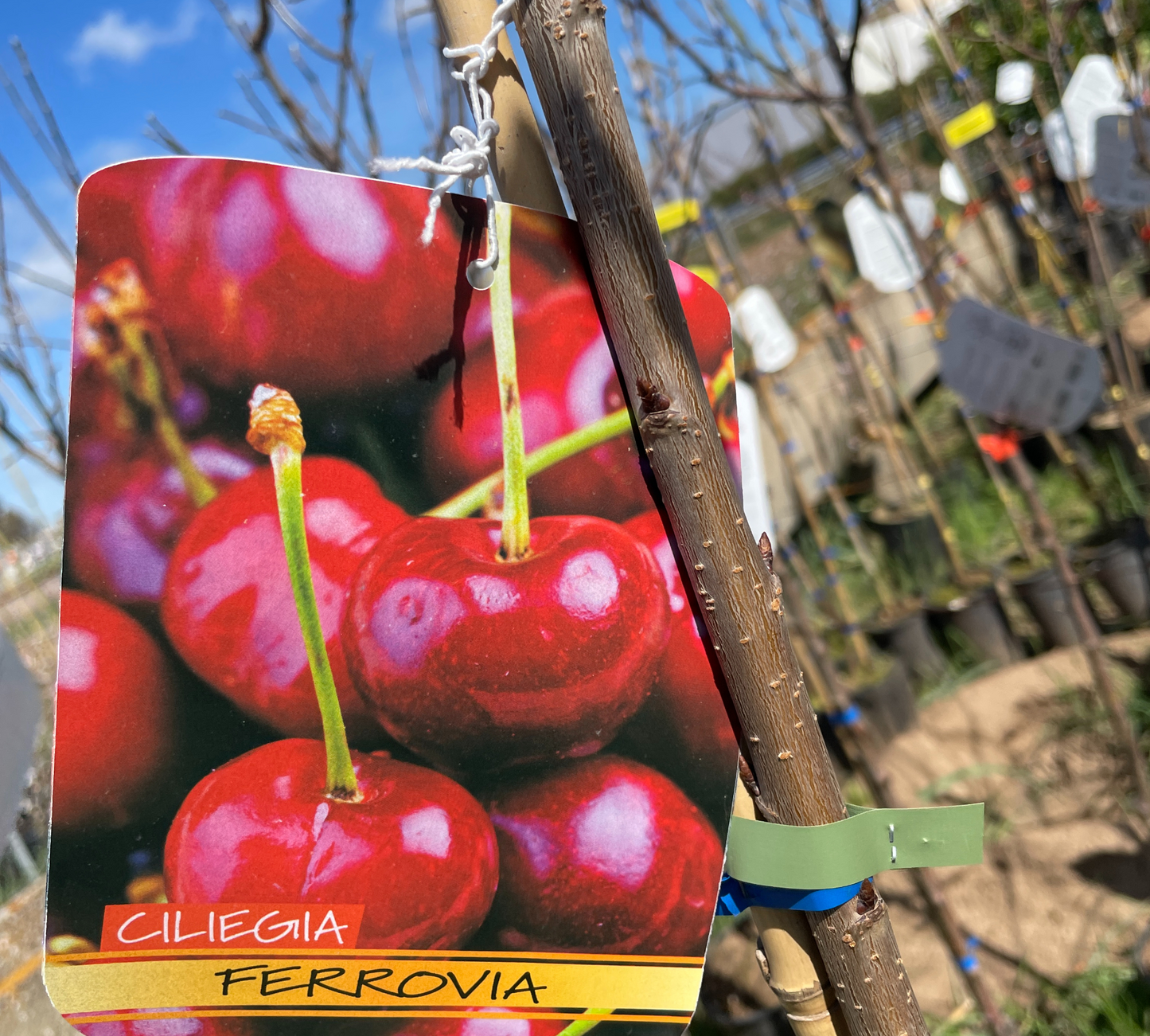 Ciliegio Ferrovia v20 cm