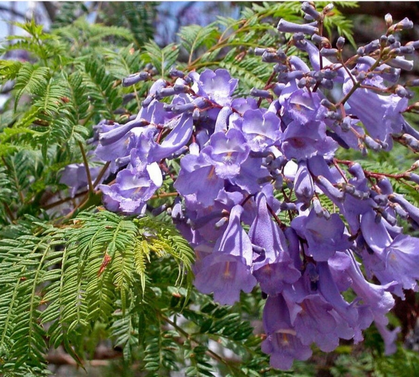 Jacaranda mimosifolia Contenitore 15 L