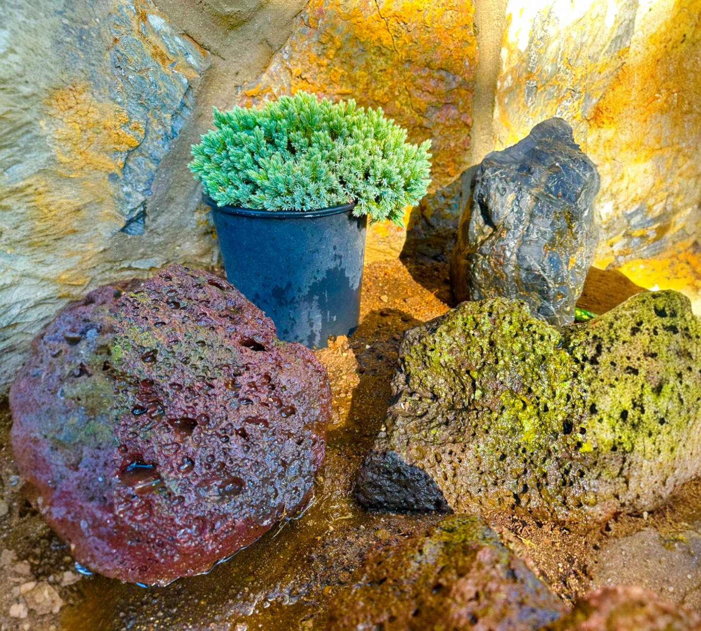 Juniperus Squamata Blue Star v22 cm