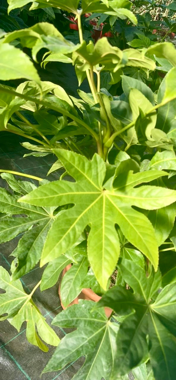 Aralia Japonica Fatsia