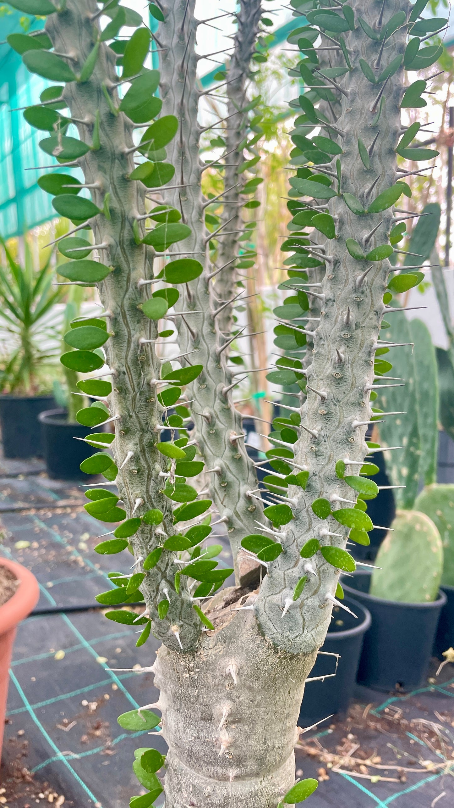 Alluadia Procera V 30 cm, H 150 cm