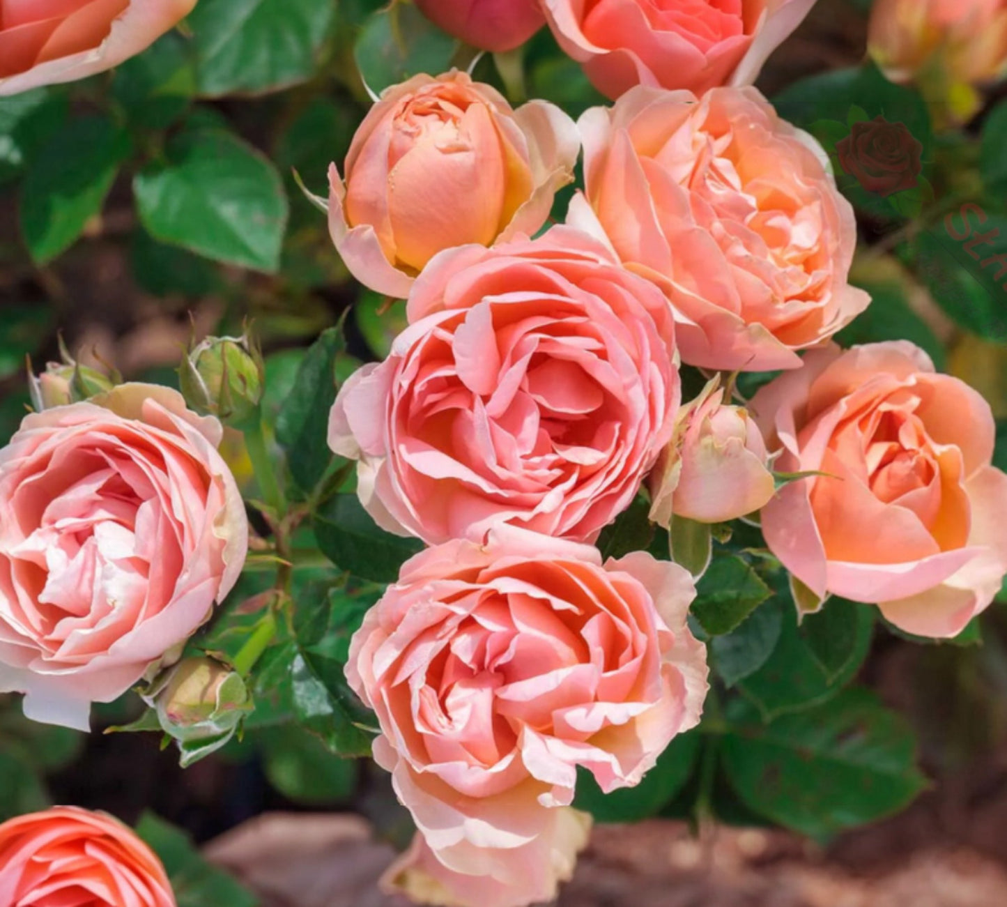 Auguste Escoffier Meizasmyne