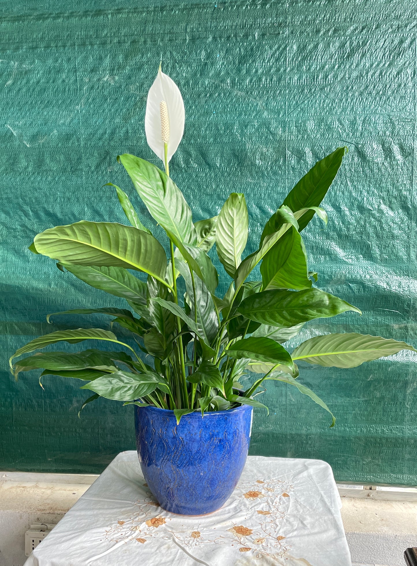 Spathiphyllum Martina v18 cm