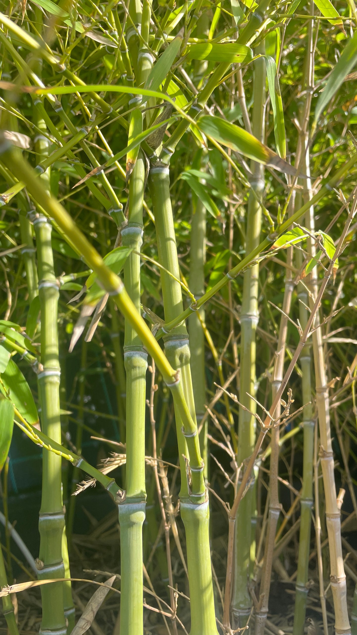 Bambu dendrocalamus giganteus v30 cm