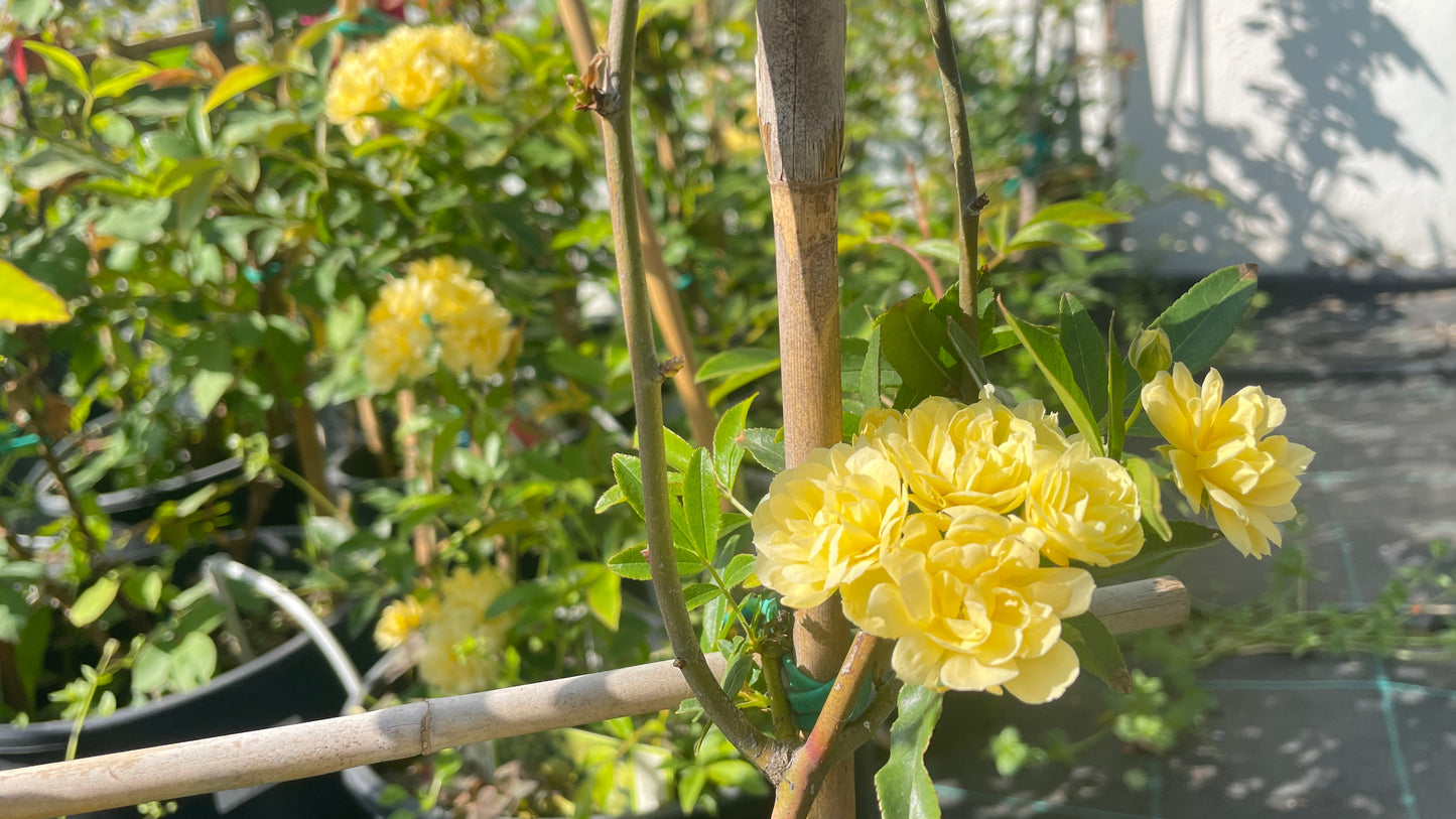 Banksiae Lutera v24 cm