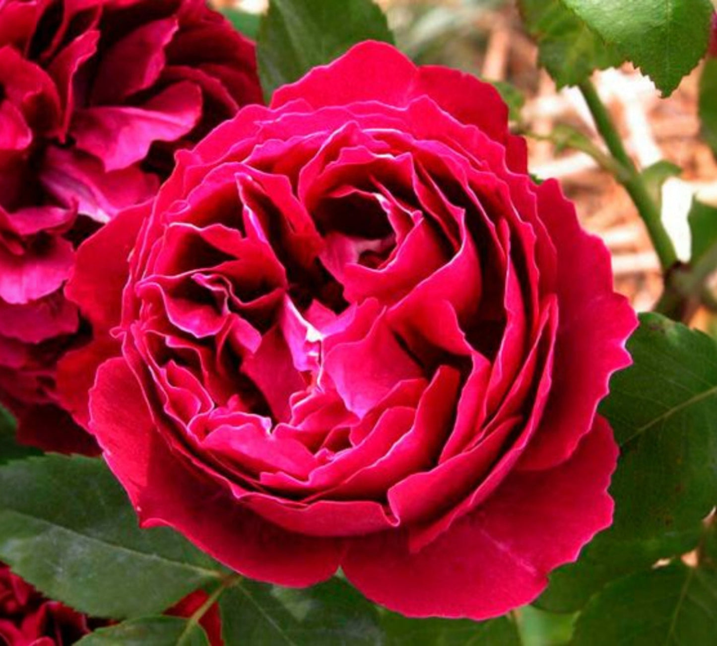 Baron Girod de l'Ain