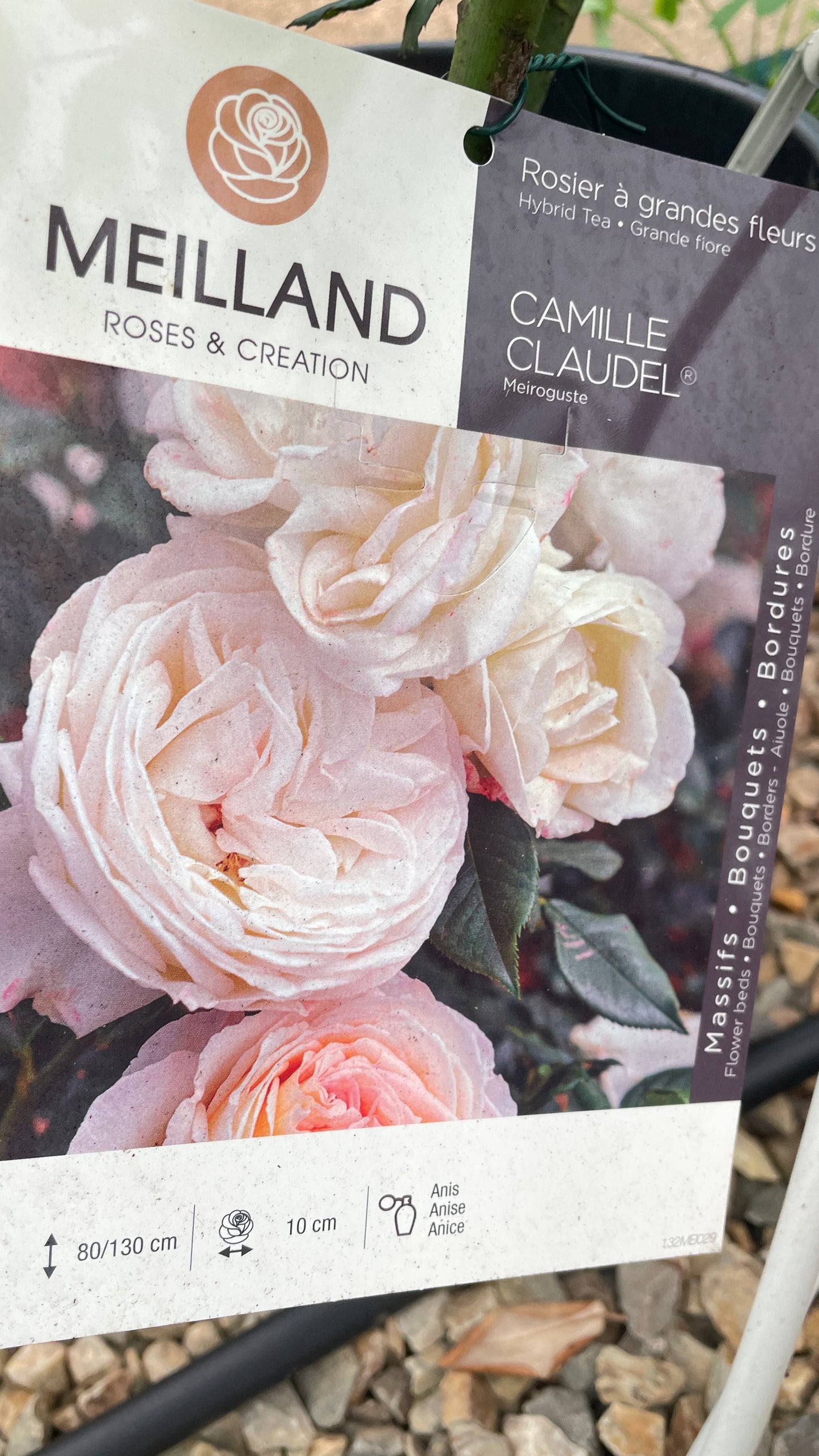 Camille Claudel Meiroguste