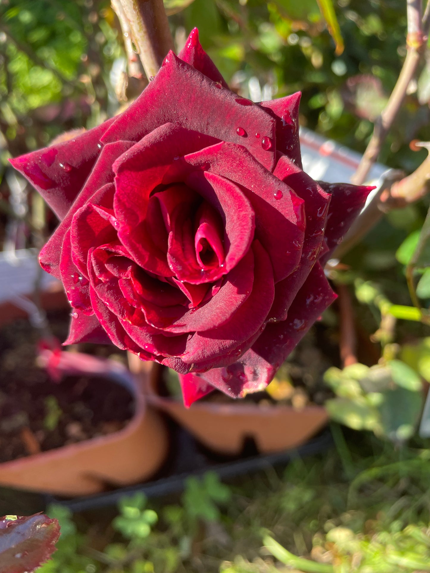 Caprice de Meilland v24 cm