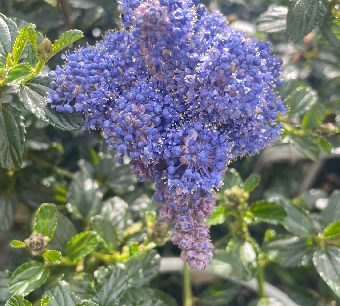 Ceanothus