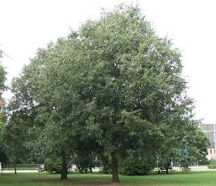 Celtis Australis (Bagolaro/Spaccasassi)
