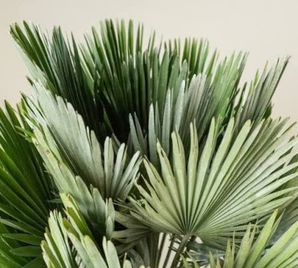 Chamaerops humilis ‘Vulcano’ – altezza 30 cm, vaso 10 L