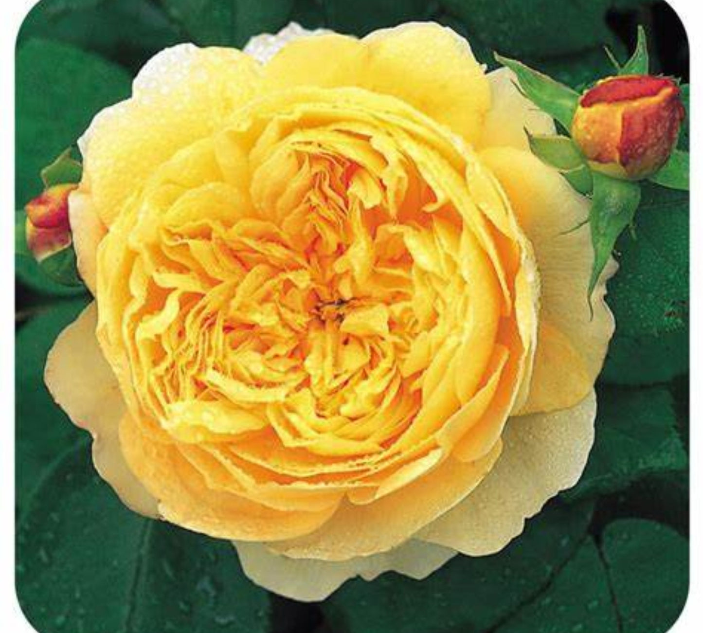 Charles Darwin v24 cm