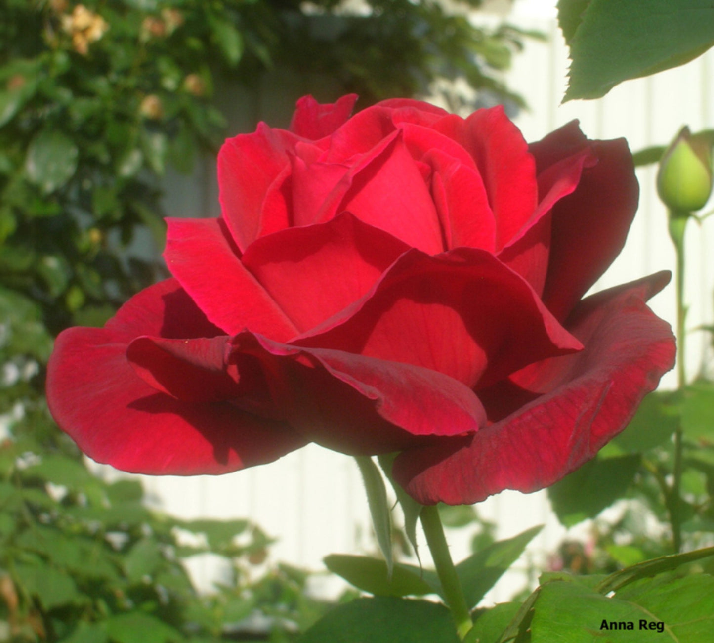 Chrysler Imperial Gpt V24 cm