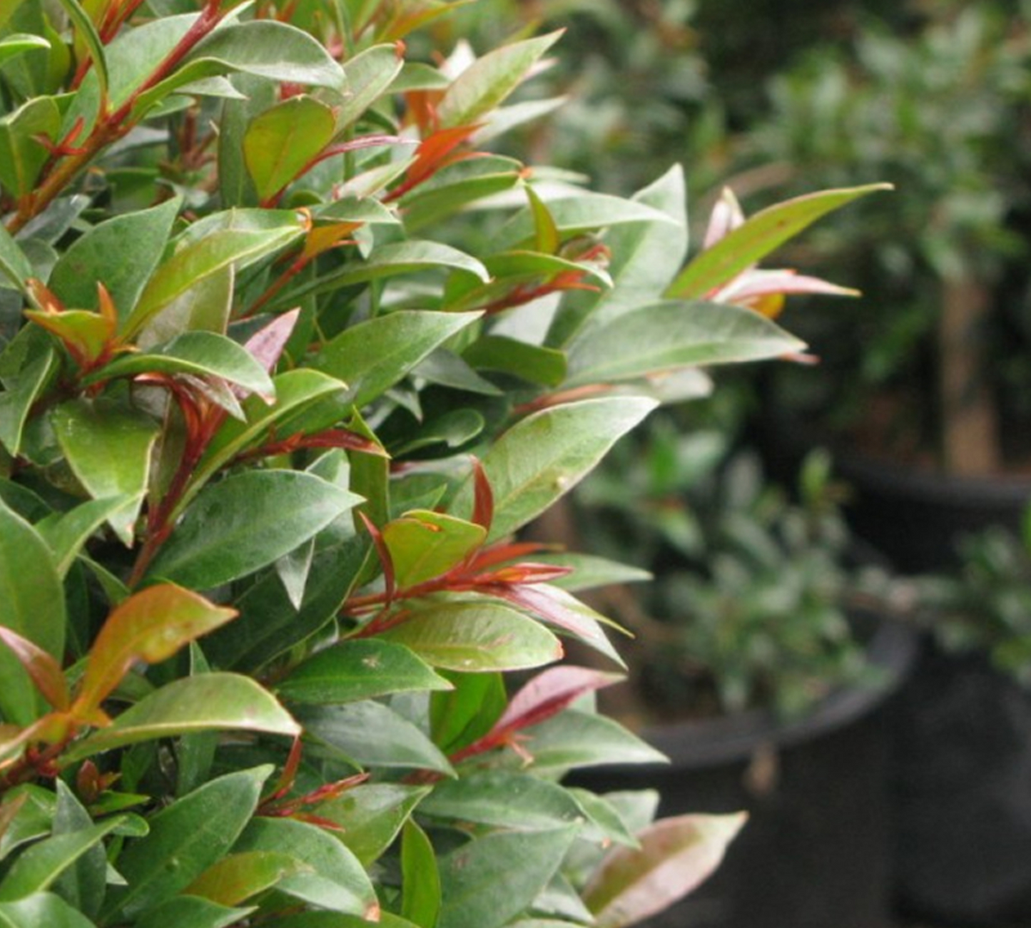 Eugenia myrtifolia