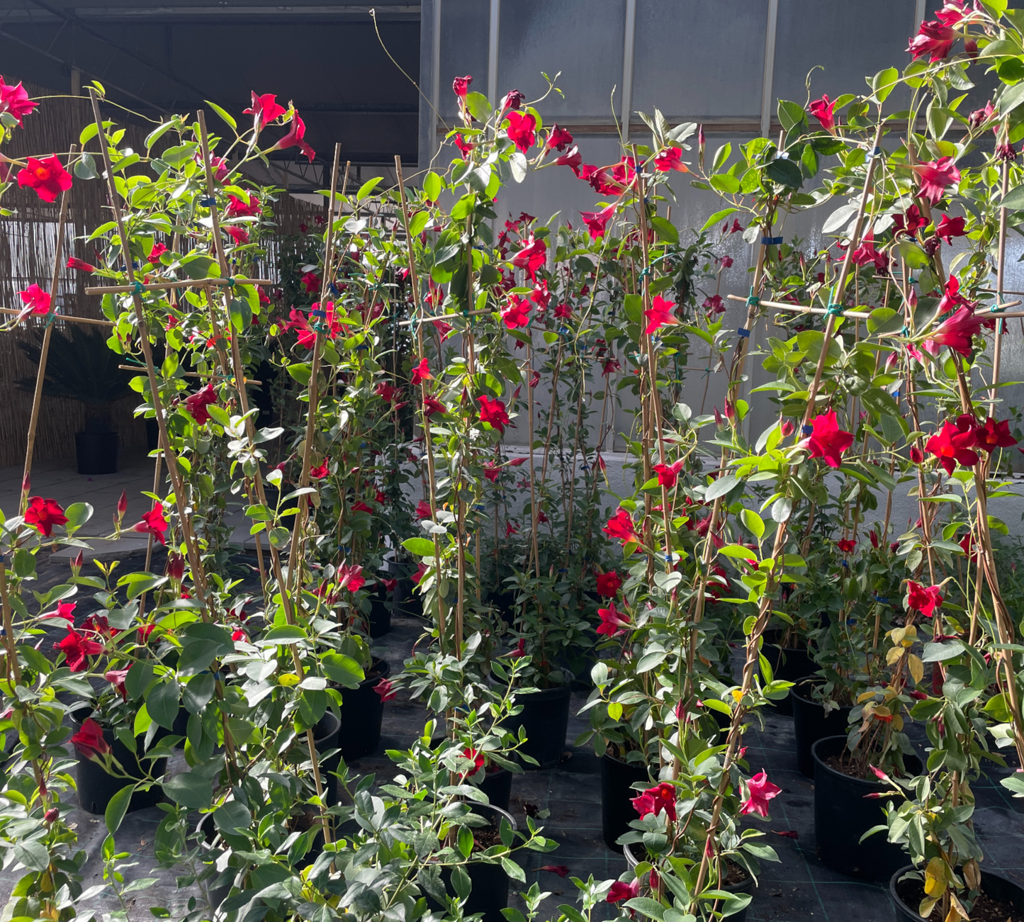 DIPLADENIA ricadente v 17 cm