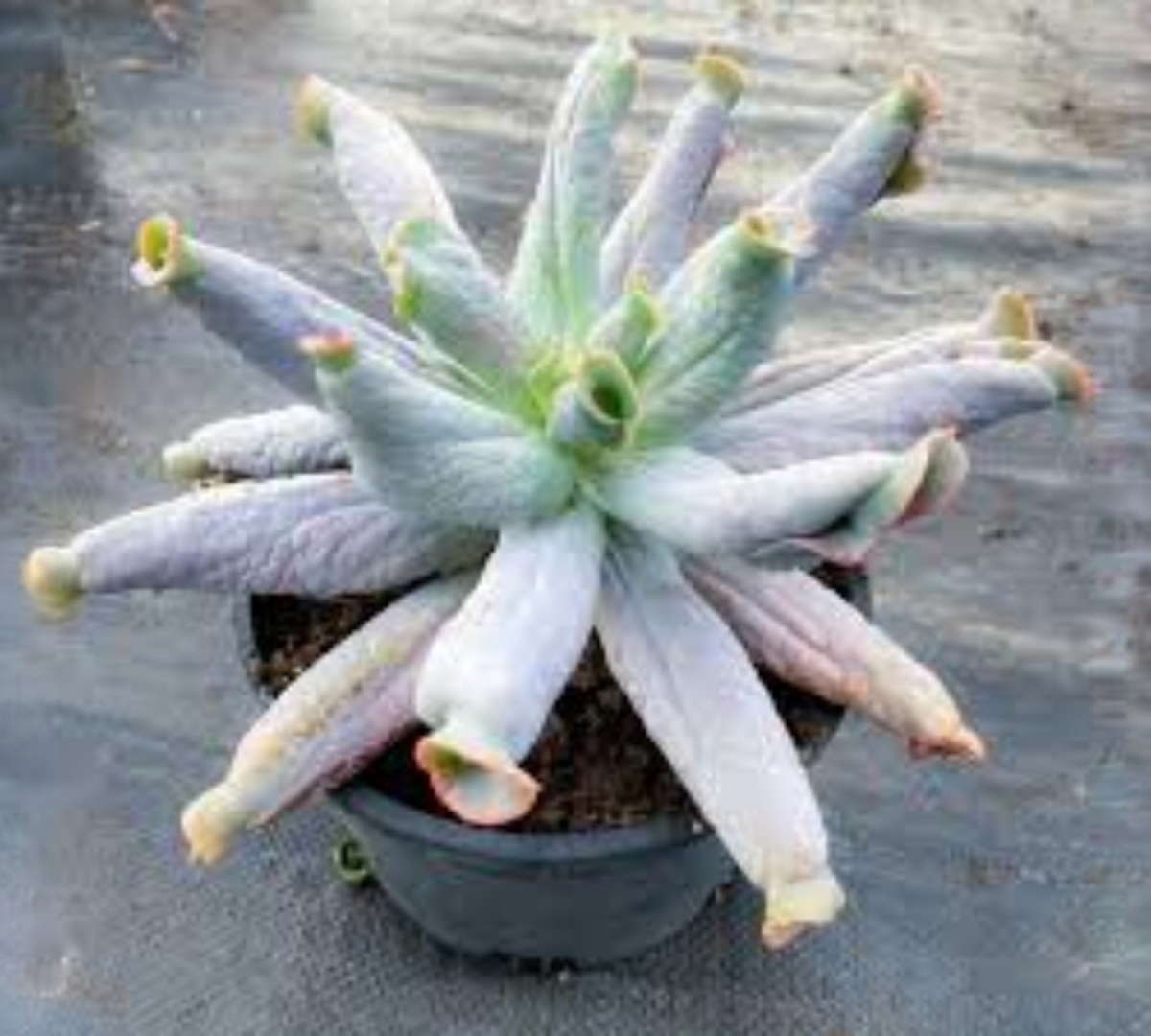 Echeveria culibra