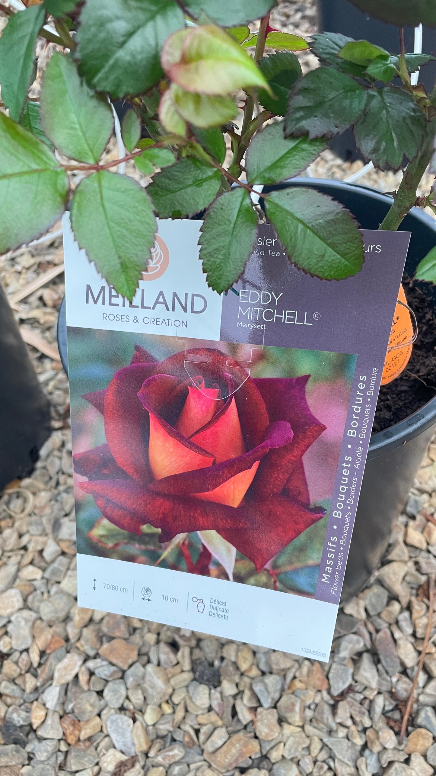 Eddy Mitchell Meirysett