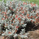 Eremophila glabra