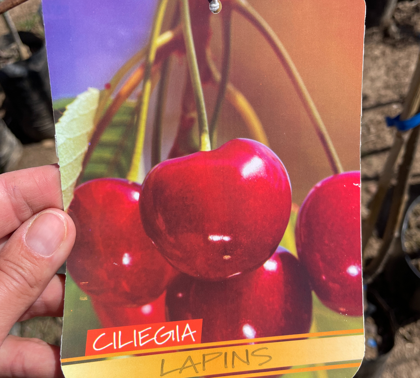 Ciliegio Lapins v20 cm