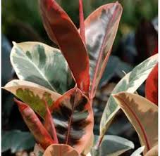 FICUS ELASTICA BELIZE
