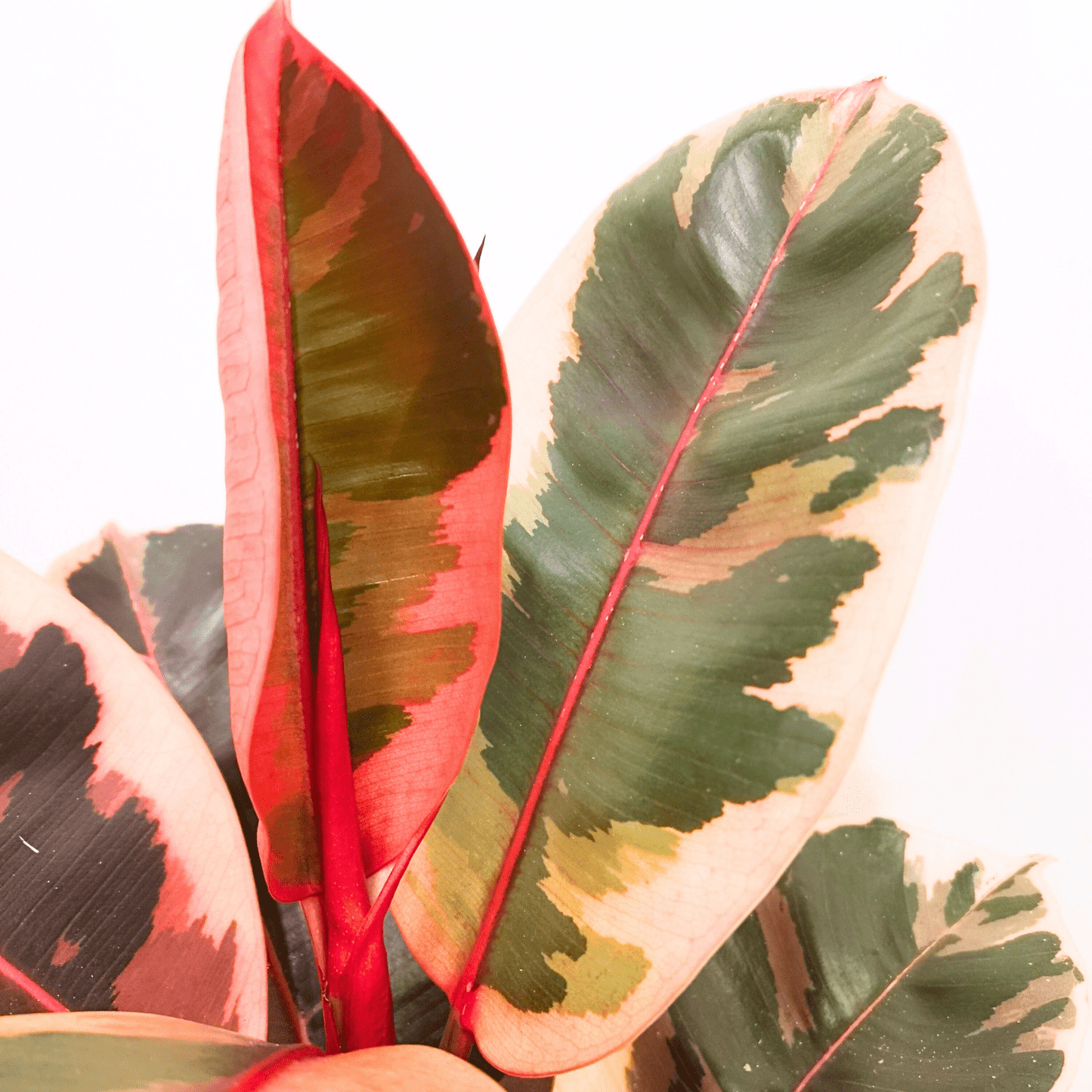 Ficus elastico variegato v24 cm-in produzione