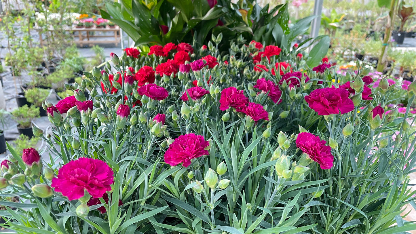 Garofano Dianthus vaso 17 cm