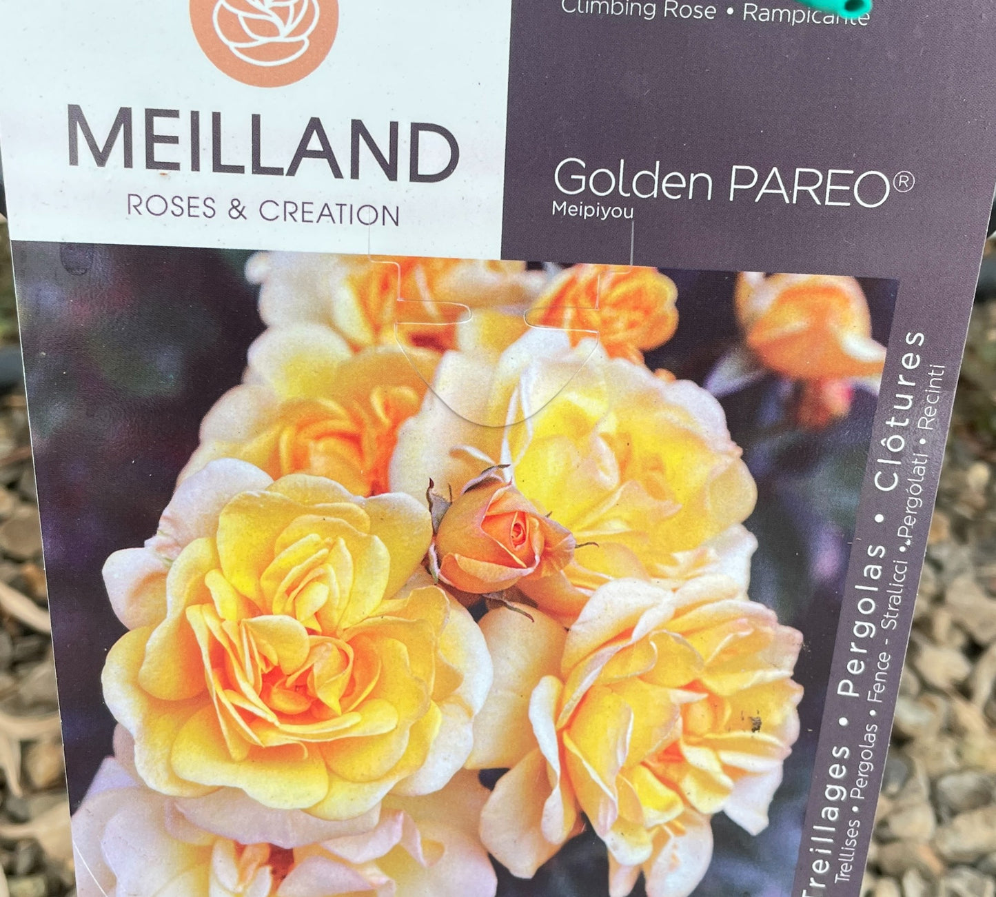 Golden Pareo Meipiyou