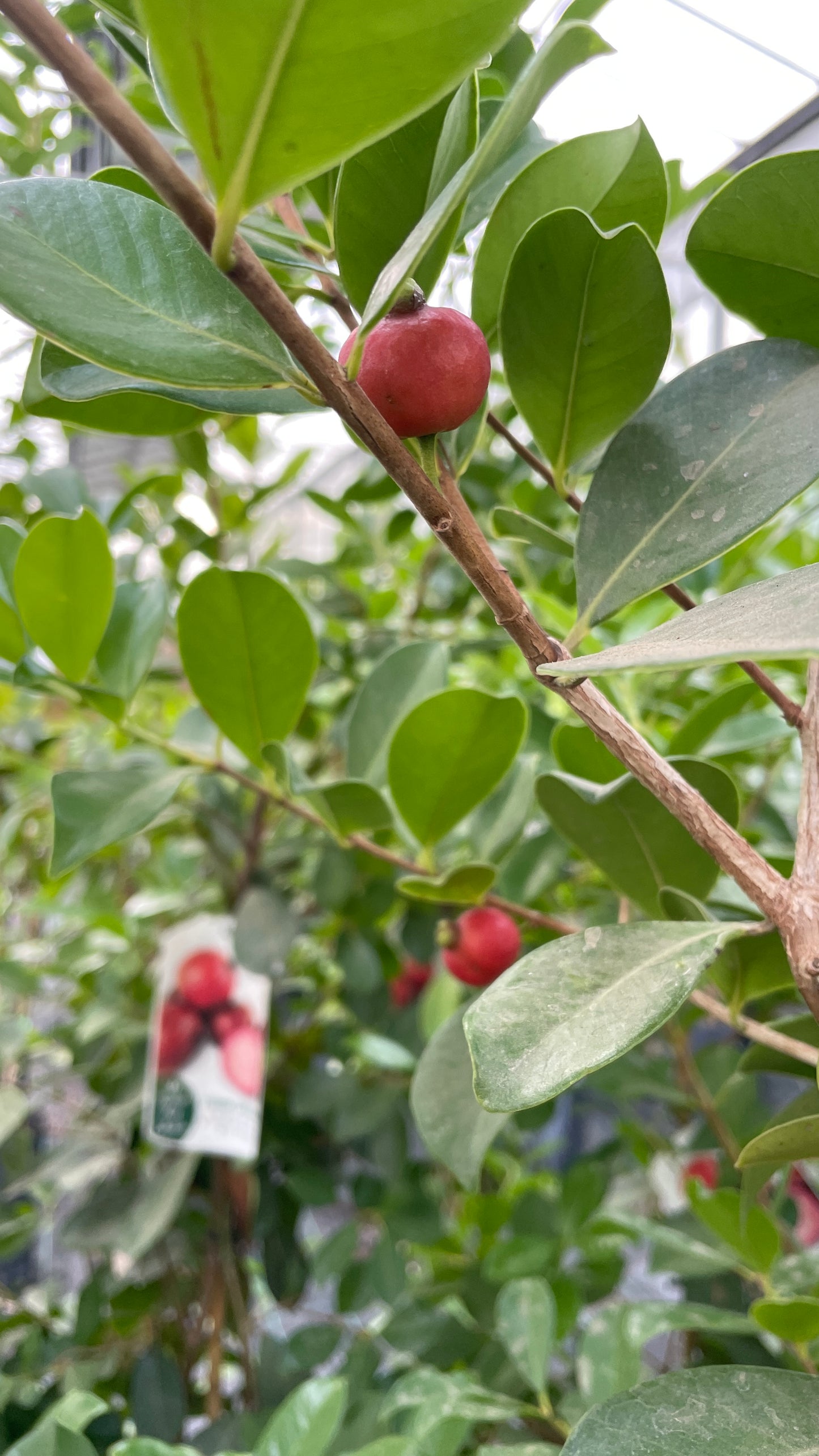 Goyaba (Psidium) v30 cm