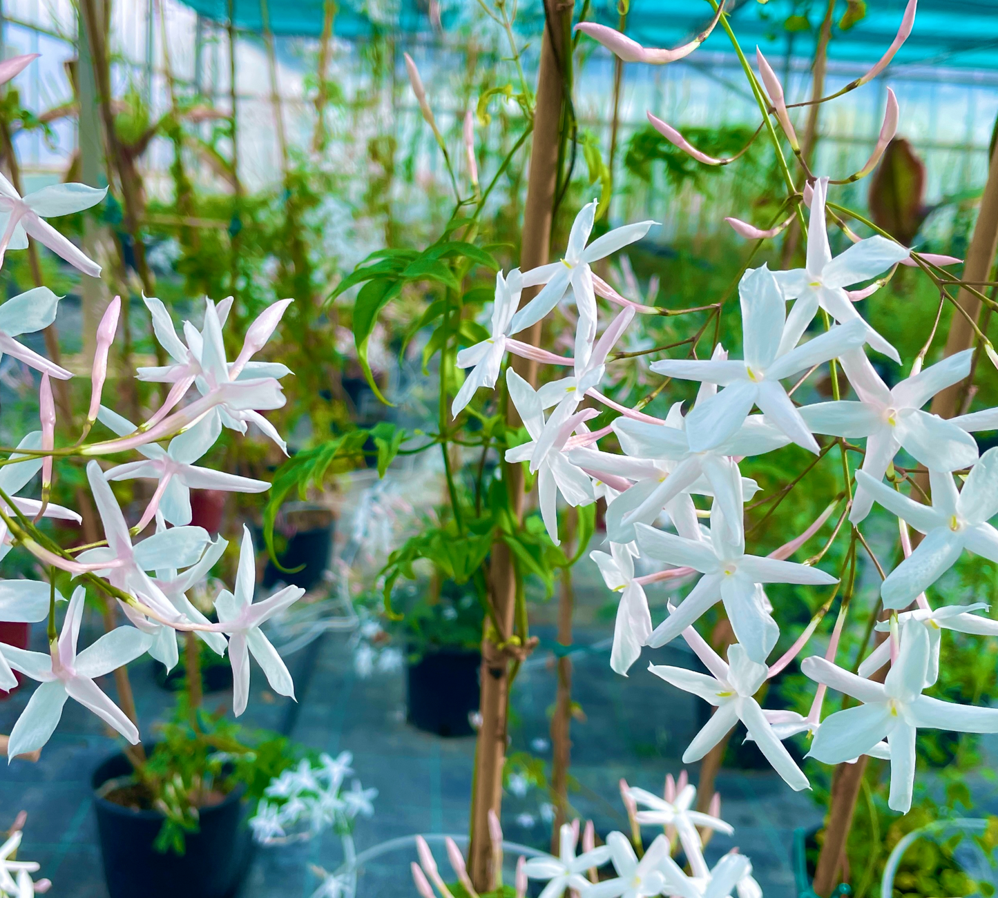 Gelsomino poliantum v20