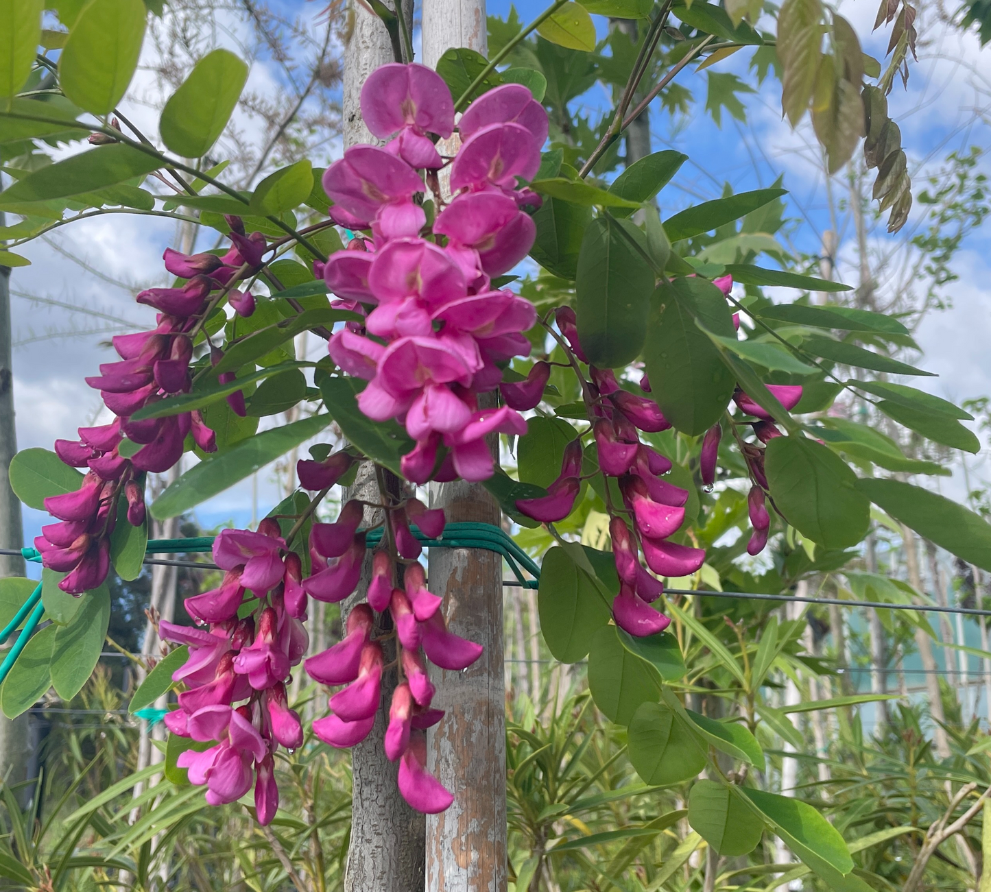 ROBINIA casque rouge 10/12 v 40