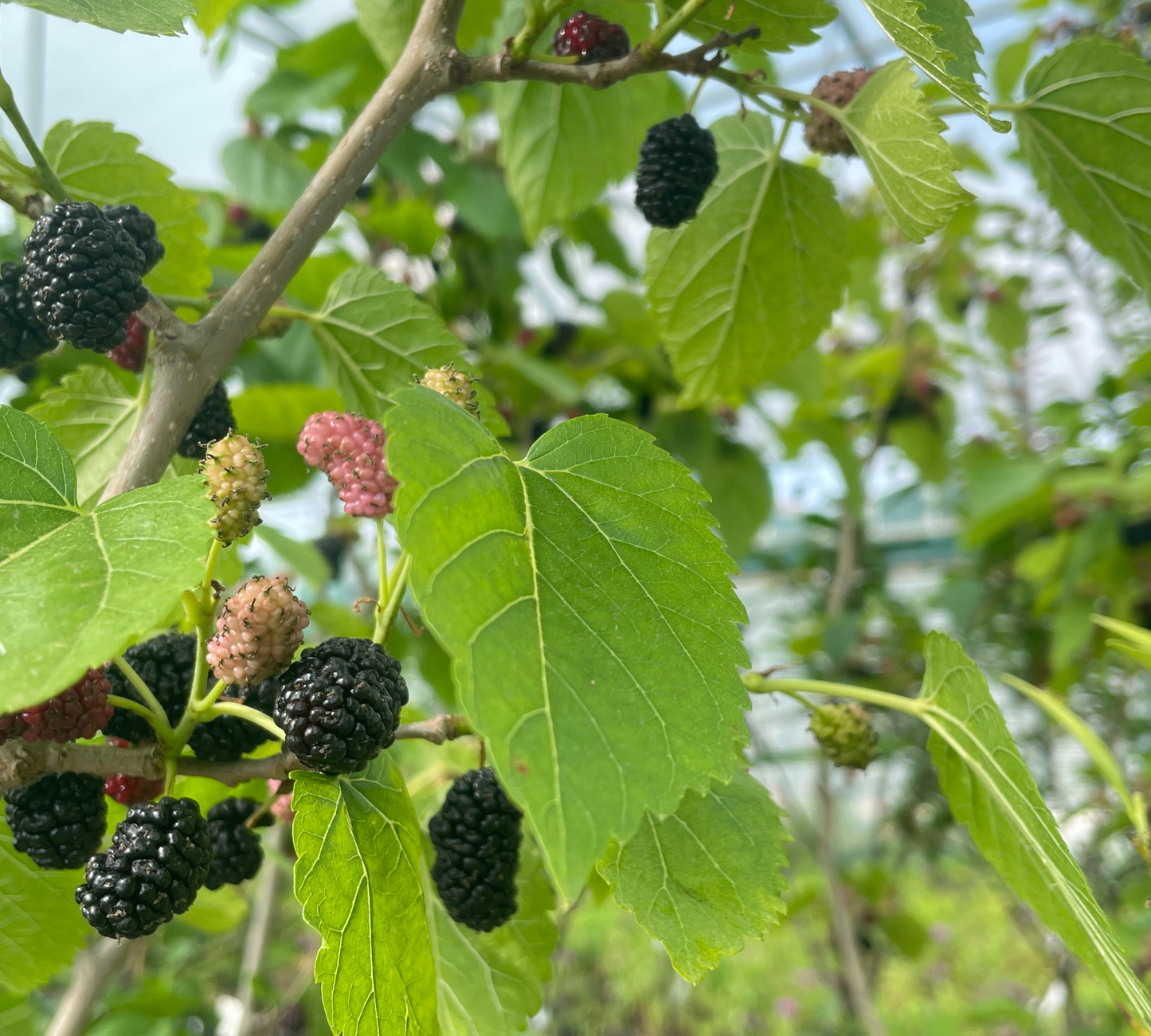 Gelso da frutto nero v20 cm