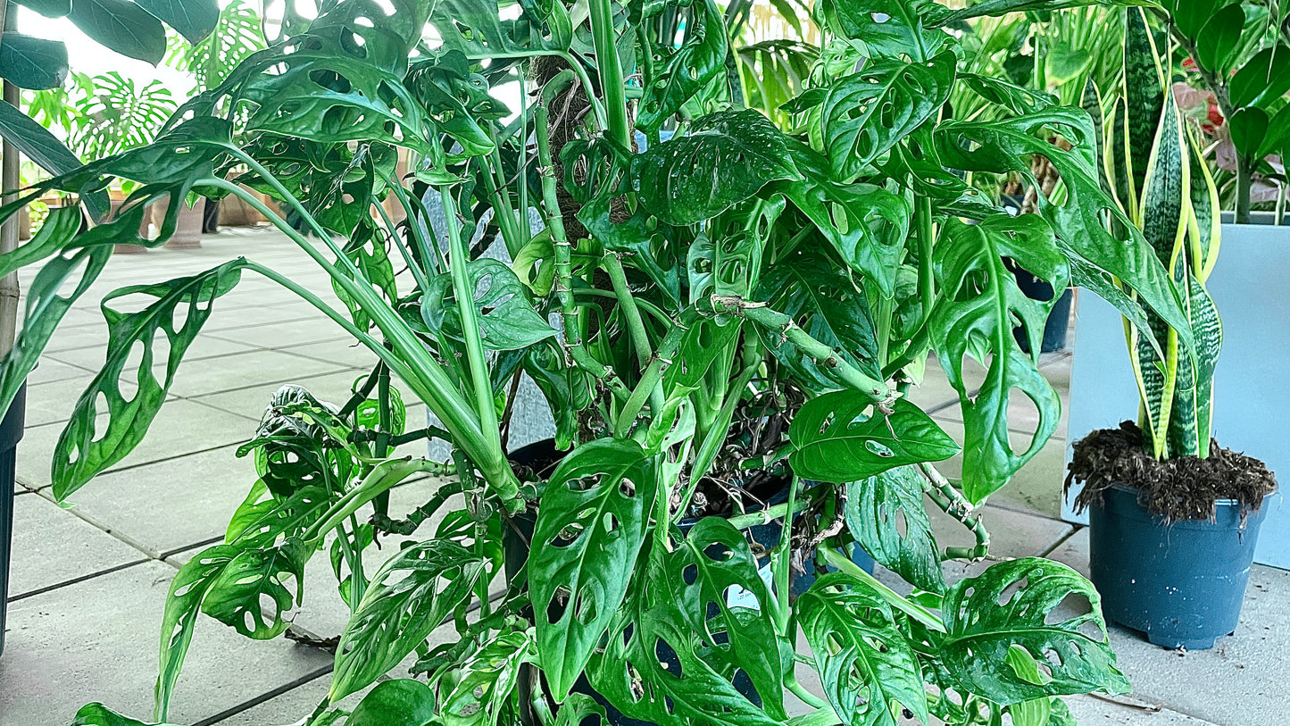 Monstera Adansonii