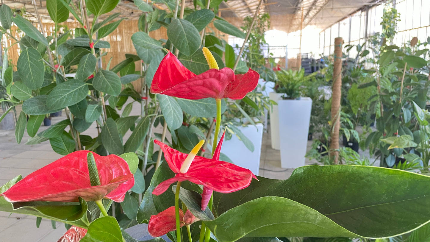 Anthurium andreanum