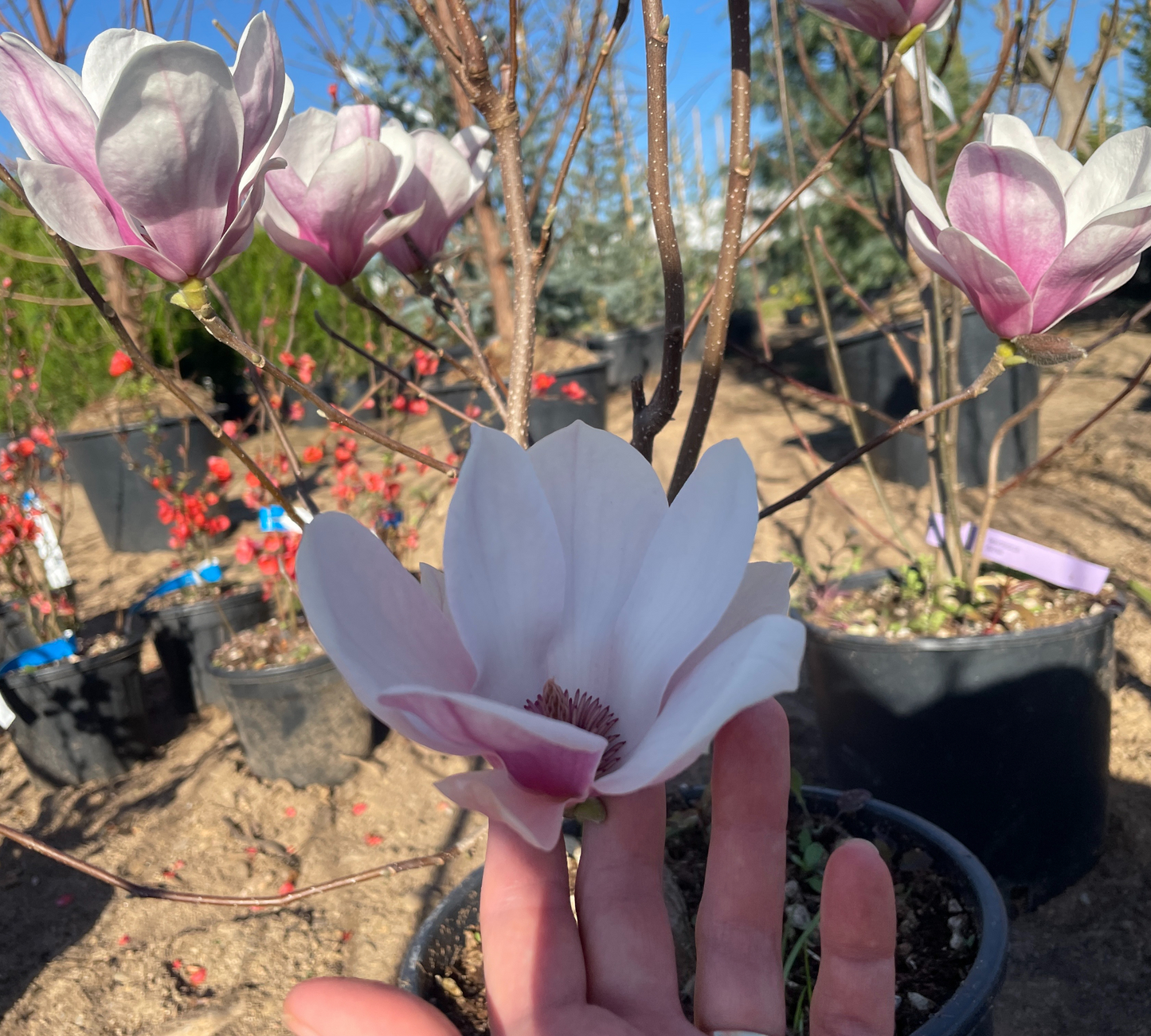 MAGNOLIA GRANDIFLORA diam 8-10 v35