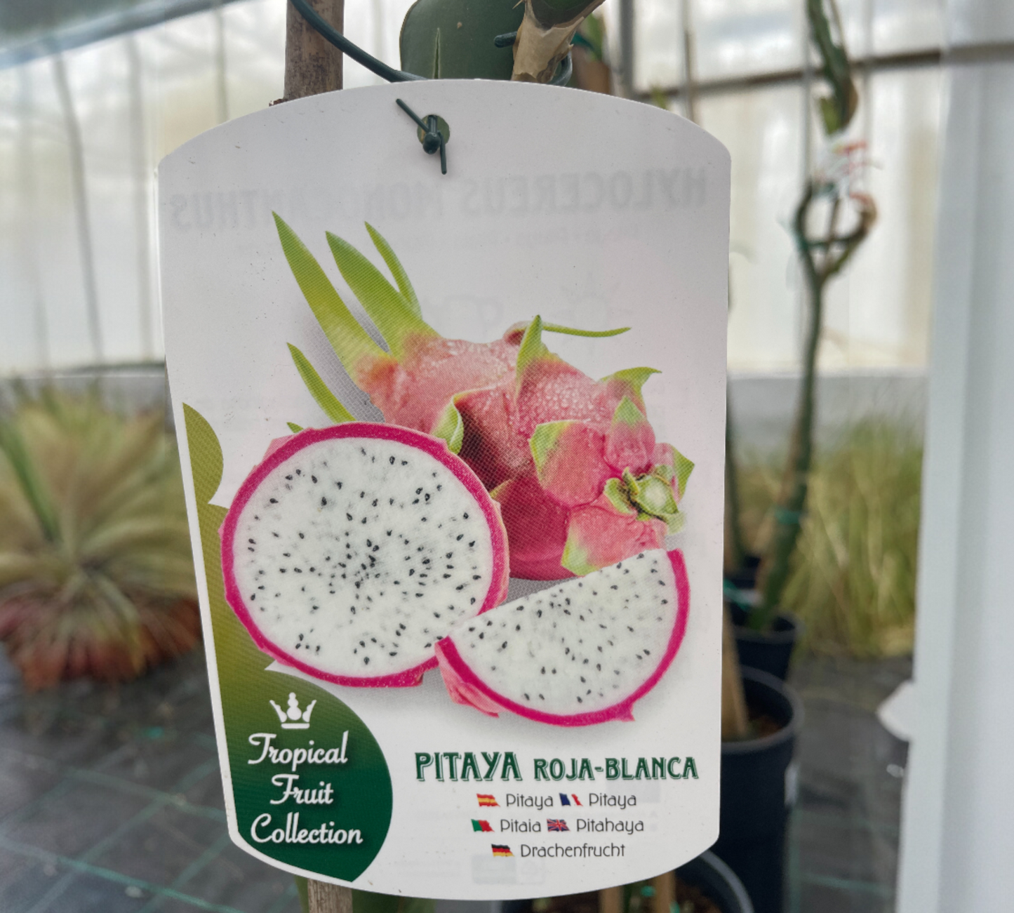 Pitahaya