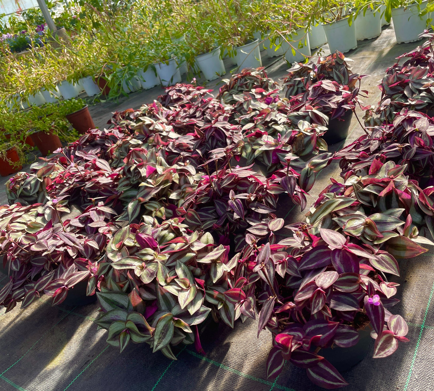 Tradescantia zebrina v17-in produzione