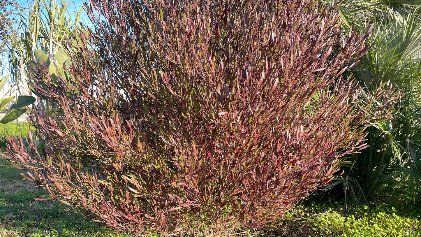 Dodonea Viscosa