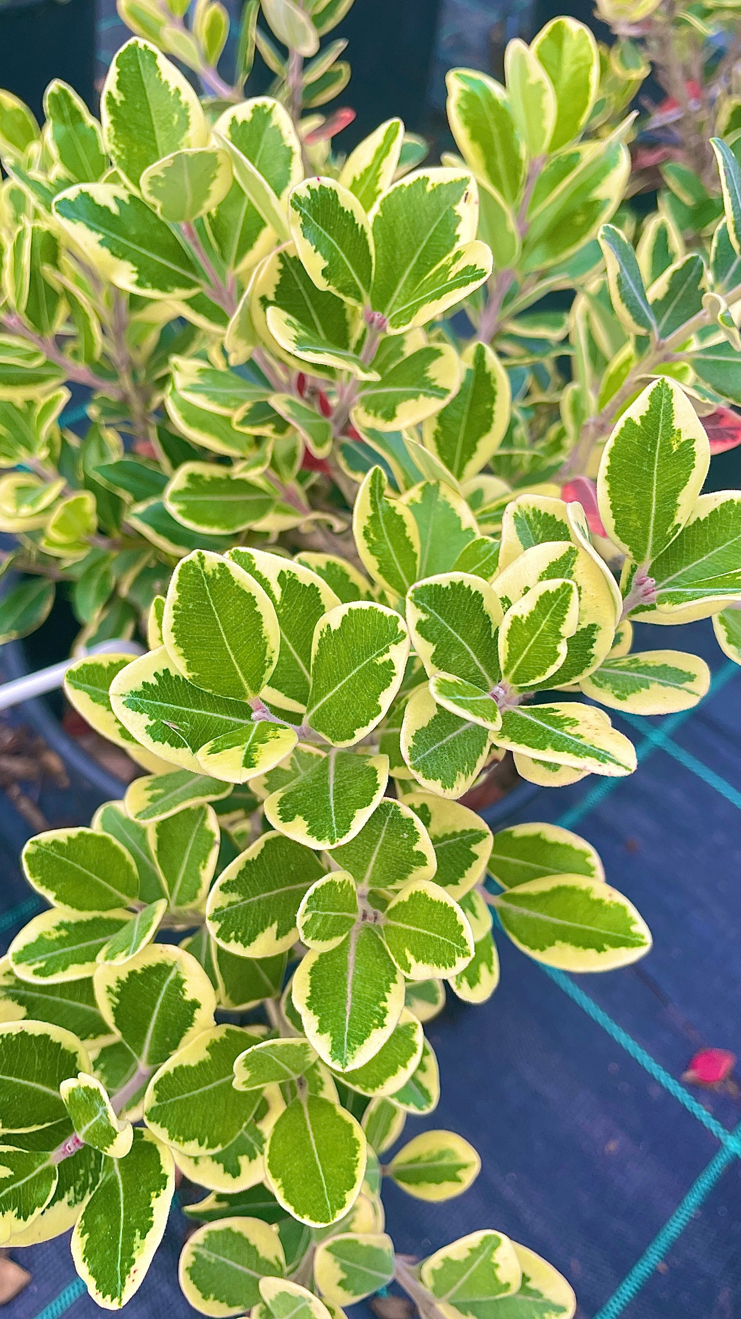 Metrosideros Aureomarginata v20 cm