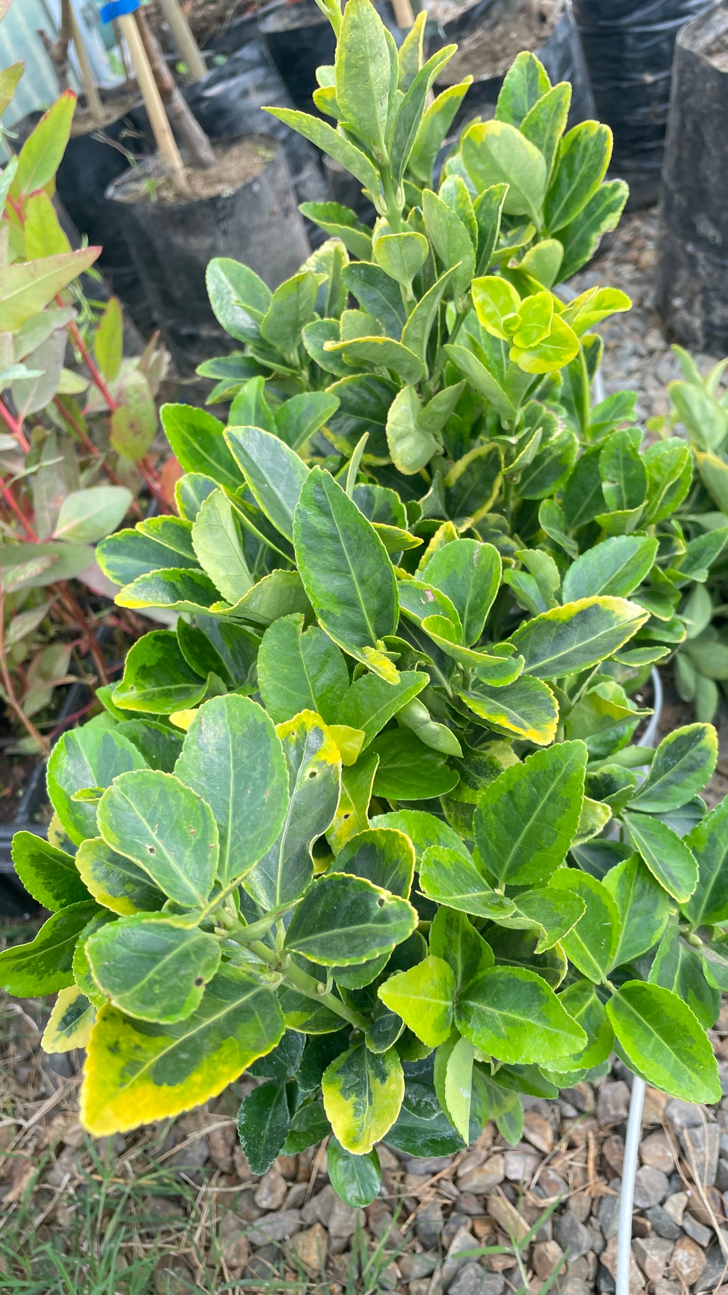 Evonimus variegato