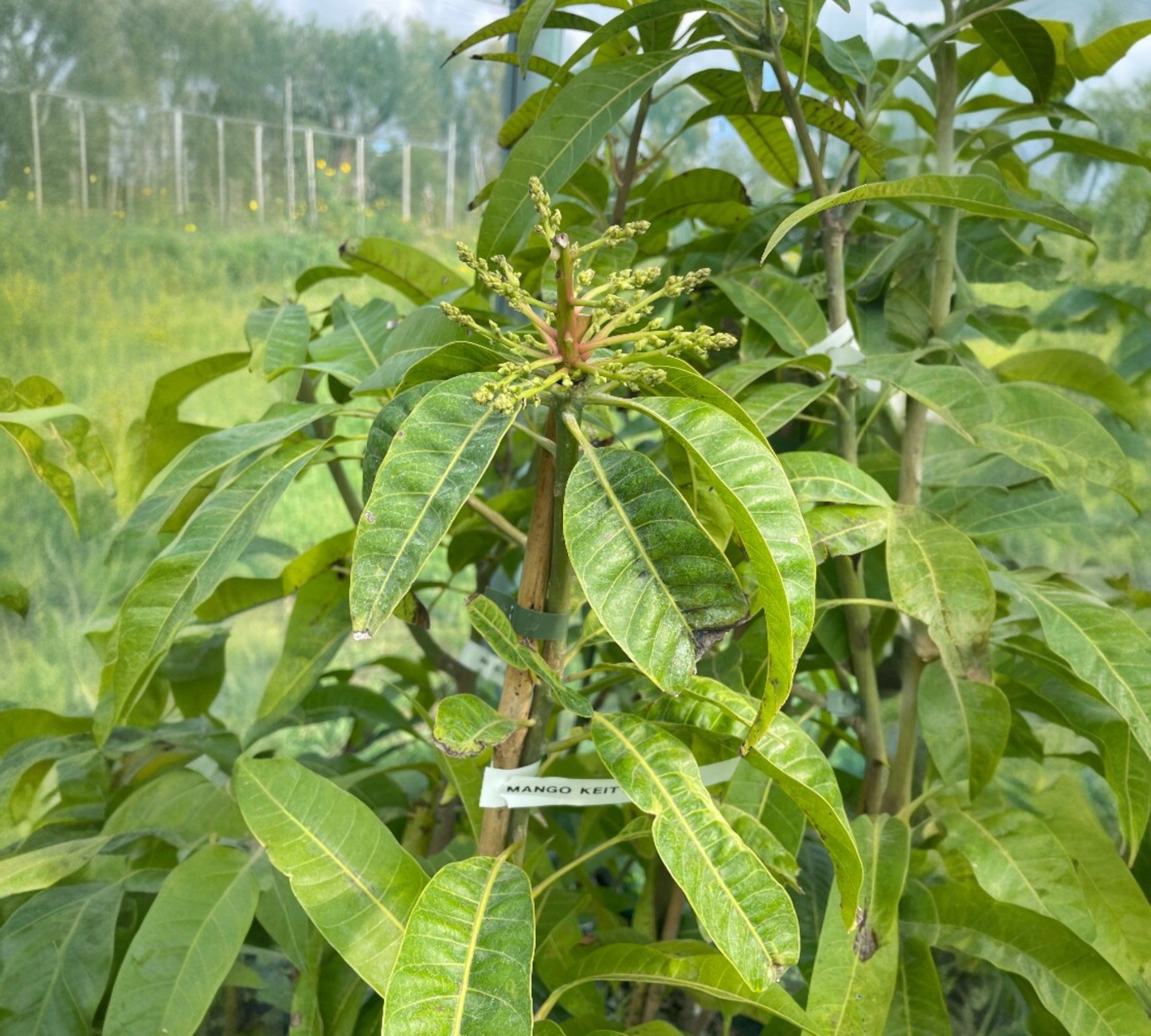 Mango Keitt