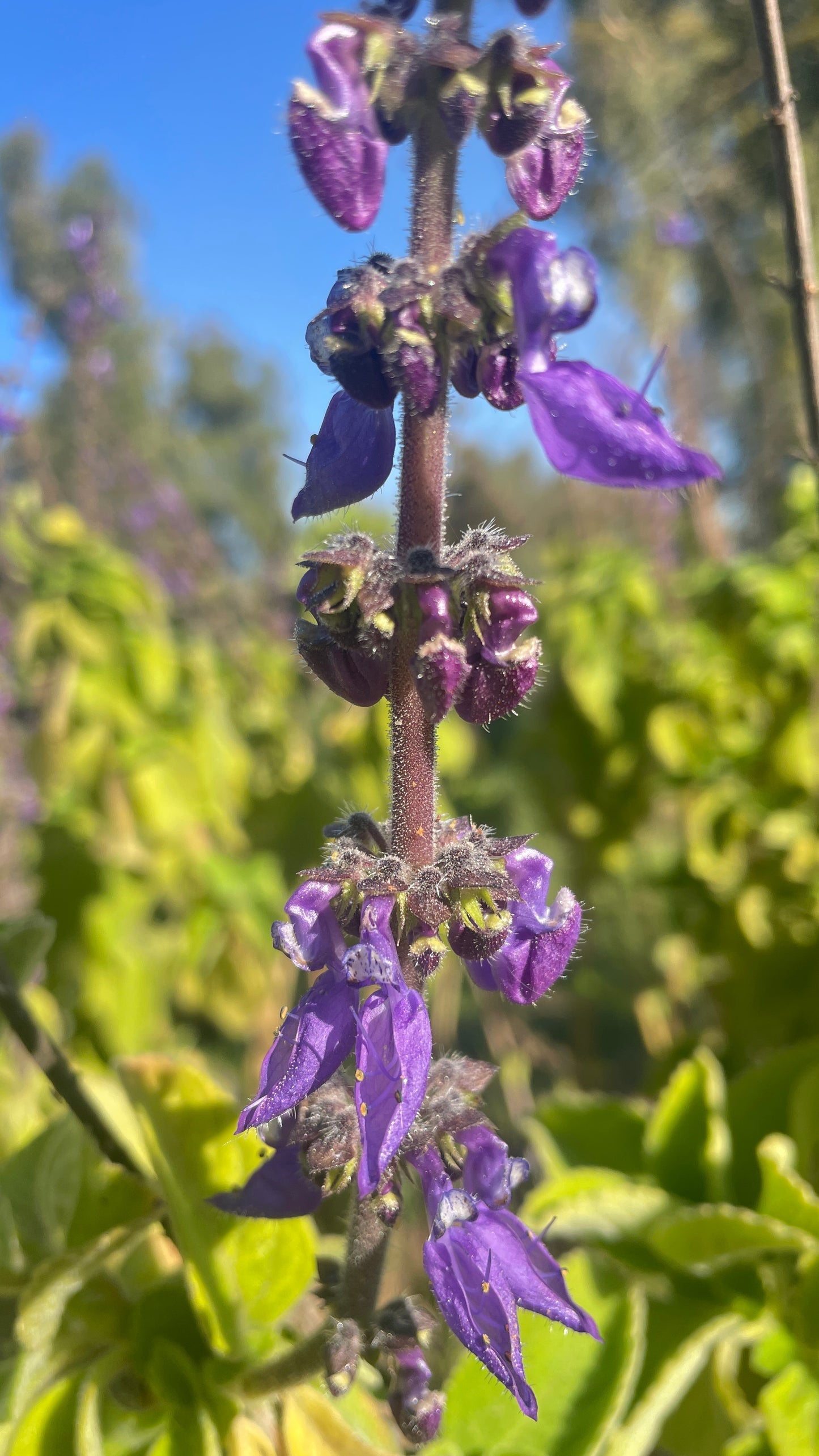 Salvia v18 cm